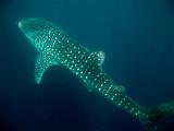 Djibouti - Whale Shark - 08